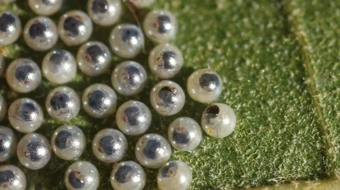 Caterpillars Hatching 스톡 동영상 64802450