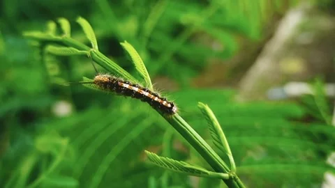 Caterpillars hit by the wind Stock Footage 233984506