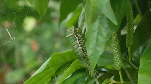 Caterpillars on Java chili fruit. Stock Footage 277210715