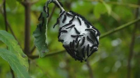 Caterpillars on a large cocoon Stock Footage 86522052