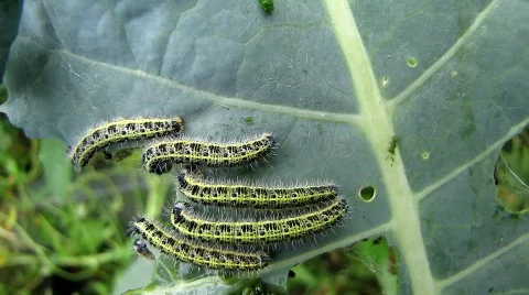 Caterpillars of Large White or Cabbage butterfly feeding on cabbage Stock Footage 798343