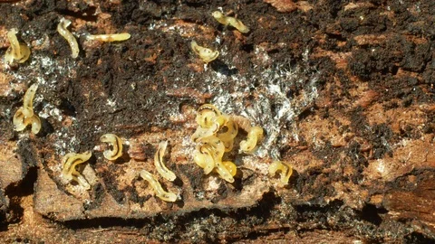 Caterpillars larvae bark beetle pest Ips typographus, spruce and bast tree Stock Footage 107847375