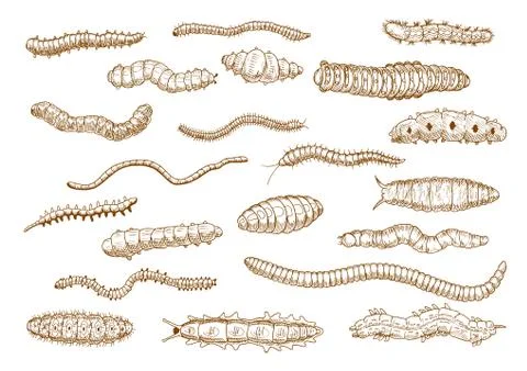 Caterpillars, larvae, worms, slugs, centipedes Stock Illustration