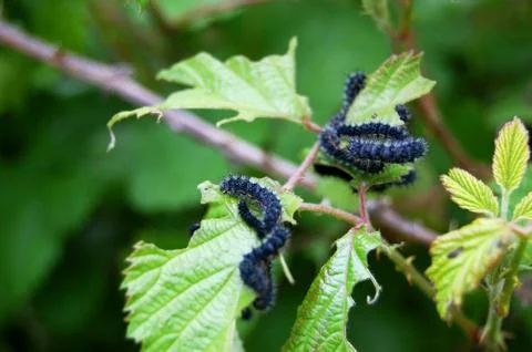 Caterpillars on leaf Stock Photos