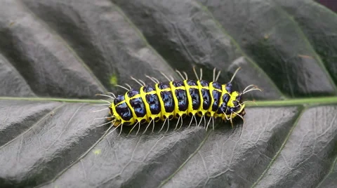 Caterpillars on leaves Stock Footage 54687183