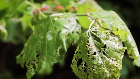 Caterpillars on the leaves with holes and patterned Stock-Footage 75234535