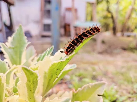 Caterpillars on the leaves Stock Photos