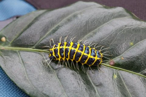 Caterpillars on leaves Stock Photos