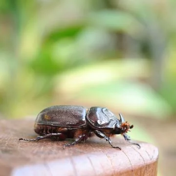 Caterpillars on log with blur background. Stock Photos
