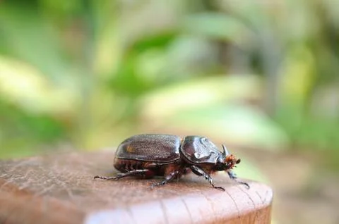 Caterpillars on log with blur background. Stock Photos