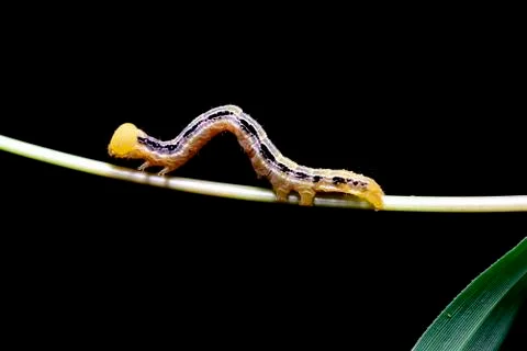 Caterpillars macro a backdrop Foto stock