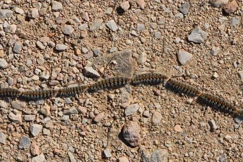 Caterpillars marching in line Stock Photos