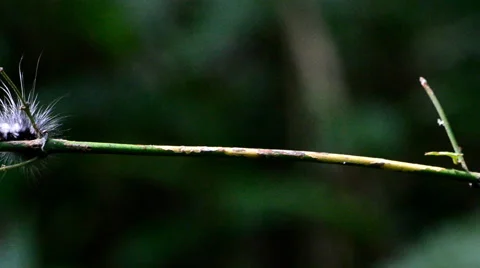 Caterpillars moving on branch. Stock Footage 57246393