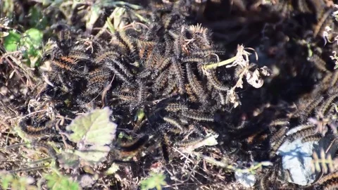 Caterpillars nesting Stock Footage 85187837