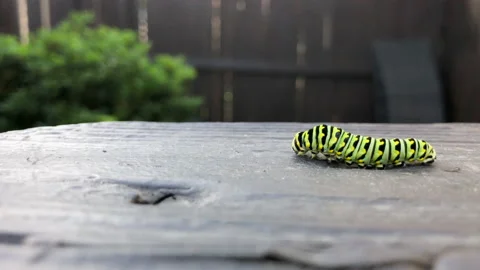 Caterpillars, parsley worms turn into black swallowtail butterflies Stock Footage