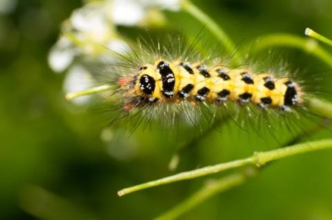 Caterpillars Stock Photos