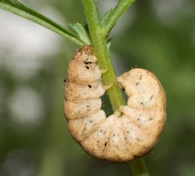 Caterpillars Stock Photos