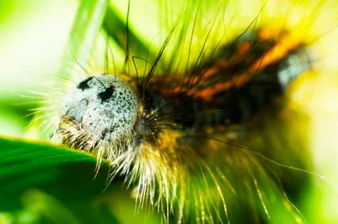 Caterpillars Stock Photos