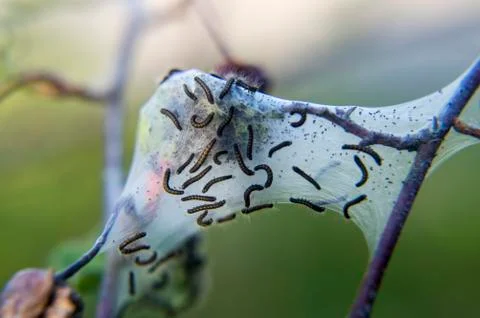 Caterpillars Stock Photos