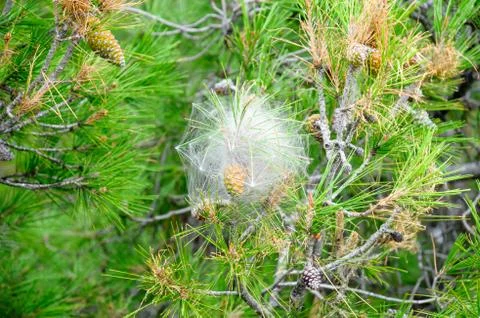 Caterpillars 写真素材