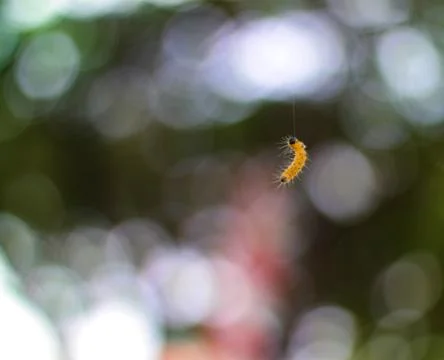Caterpillars Stock Photos