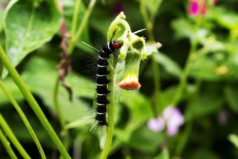 Caterpillars Stock Photos