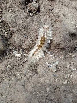 Caterpillars Stock Photos