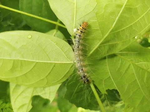 Caterpillars Stock Photos