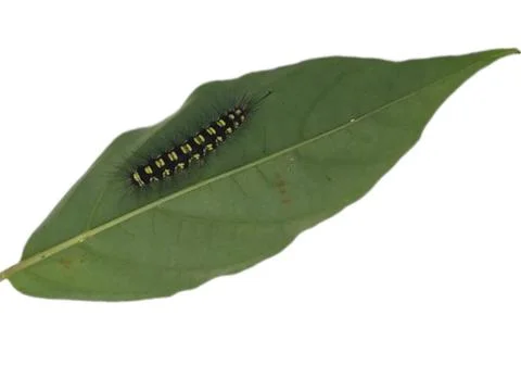 Caterpillars Stock Photos