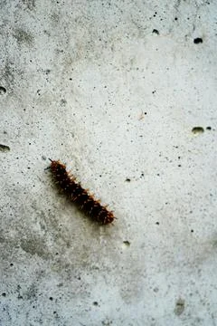 Caterpillars Stock Photos
