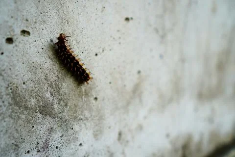 Caterpillars Stock Photos