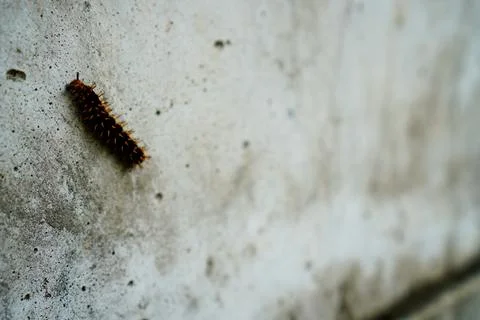 Caterpillars Stock Photos