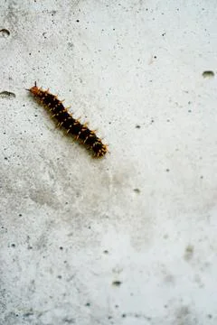 Caterpillars Stock Photos