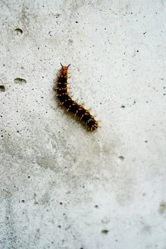 Caterpillars Stock Photos