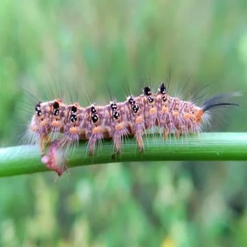 Caterpillars Stock Photos