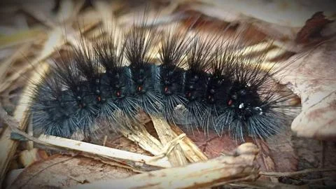 Caterpillars Stock Photos