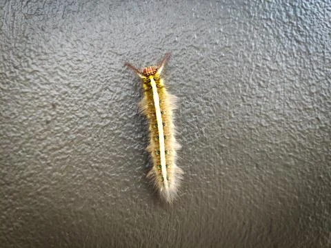 Caterpillars Stock Photos