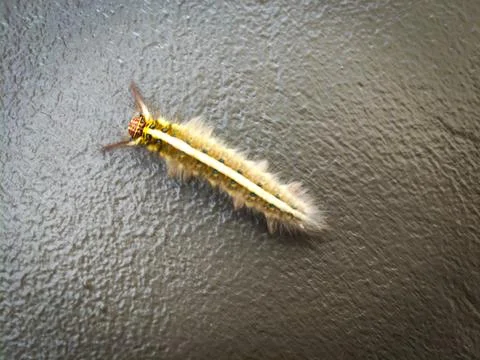 Caterpillars Stock Photos