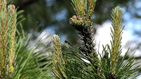 Caterpillars of a pine sawfly on a pine tree Stock Footage 196168537