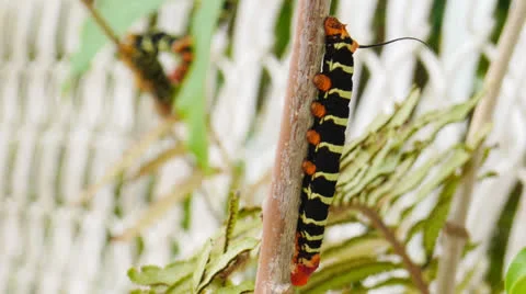 Caterpillars-rack-focus Stock Footage 23482274