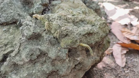 Caterpillars on the rocks Video stock 211018824