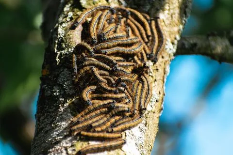 Caterpillars seen in a fruit tree, possibly the lackey moth, malacosoma neu.. Stockfoto's