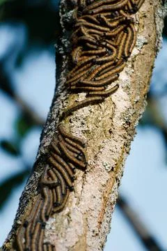 Caterpillars seen in a fruit tree, possibly the lackey moth, malacosoma neu.. Stockfoto's