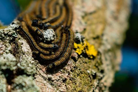 Caterpillars seen in a fruit tree, possibly the lackey moth, malacosoma neu.. Foto stock