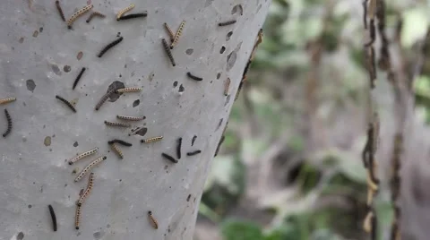 Caterpillars spin a a tree Stock Footage 64693242