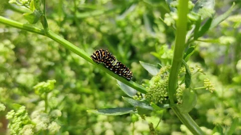 Caterpillar's Stroll on a Leafy Path Stock Footage 158324935