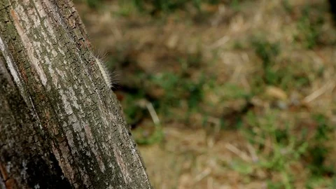 Caterpillars on the tree 스톡 동영상 89884522