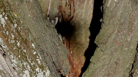 Caterpillars on the tree 스톡 동영상 89884959