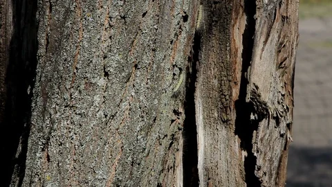 Caterpillars on the tree Video stock 89884995