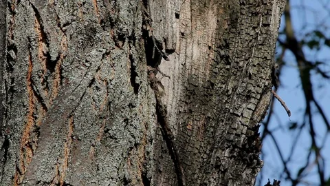 Caterpillars on the tree 스톡 동영상 89885400